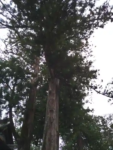 三峯神社の自然