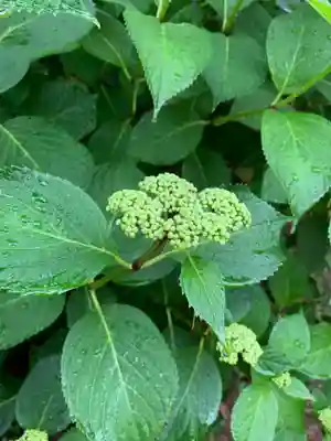 五井山 妙善院の自然