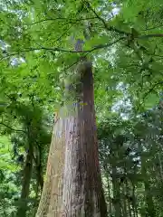 雲巌寺の自然