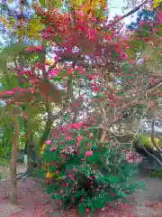 湯浅大宮 顯國神社(和歌山県)