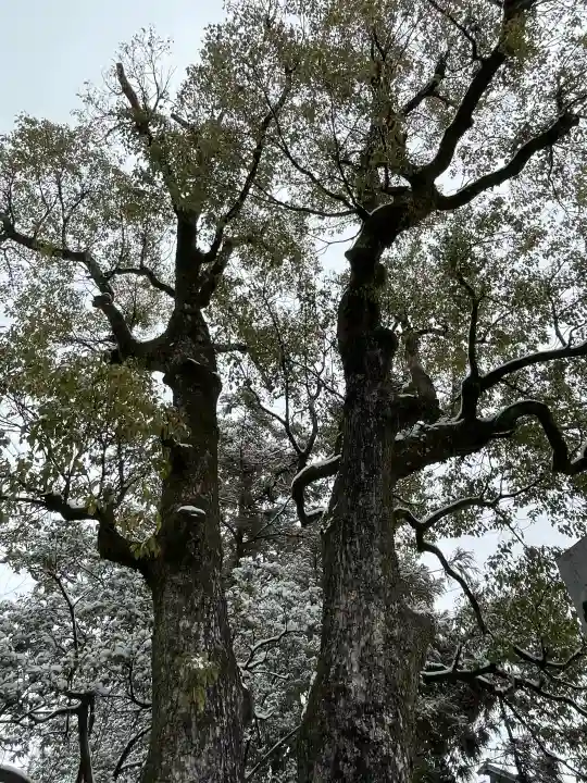 若宮神明社の{uncategorized: "未分類", other: "その他", undefined: "問題あり", building: "その他建物", grave: "お墓", sacred_gate: "鳥居", guardian: "狛犬", statue: "像", buddha: "仏像", history: "歴史", nature: "自然", garden: "庭園", animal: "動物", pagoda: "塔", temizu: "手水舎", mountain_gate: "山門・神門", sanctuary: "本殿・本堂", subordinate: "末社・摂社", art: "芸術", scenery: "景色", jizo: "地蔵", ema: "絵馬", goshuin: "御朱印", omikuji: "おみくじ", items: "授与品その他", amulet: "お守り", goshuincho: "御朱印帳", eats: "食事", festival: "お祭り", votive_dance: "神楽", shichigosan: "七五三参", wedding: "結婚式", experience: "体験その他", initially: "初詣", around: "周辺", anti_infection: "感染症対策"}