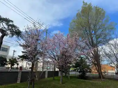 新琴似神社の自然