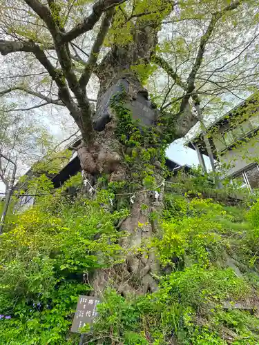 武蔵御嶽神社の自然