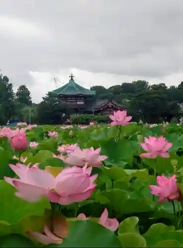 寛永寺不忍池弁天堂の自然