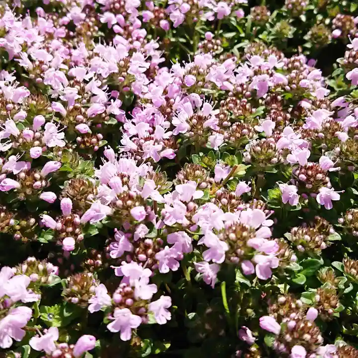 寿量山 速成寺の自然