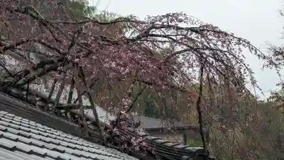 十輪寺(京都府)