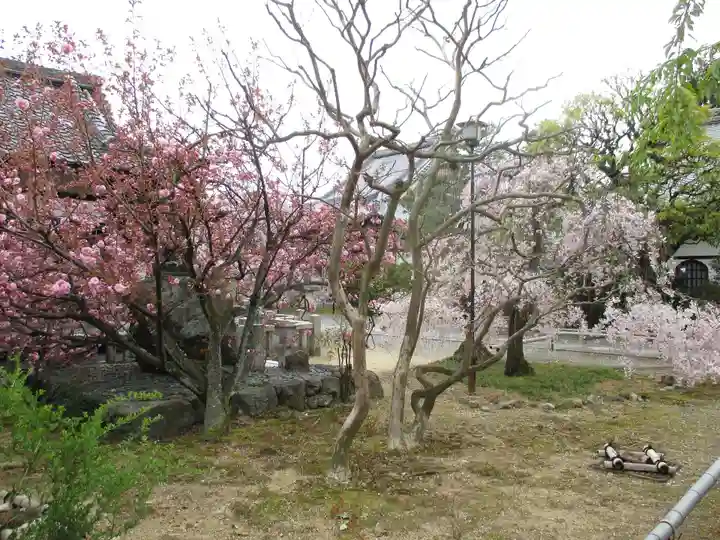 上品蓮台寺の自然