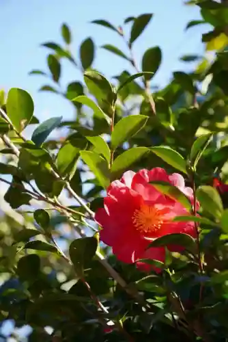 椿大神社(三重県)