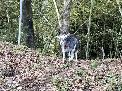 揖宿神社の動物