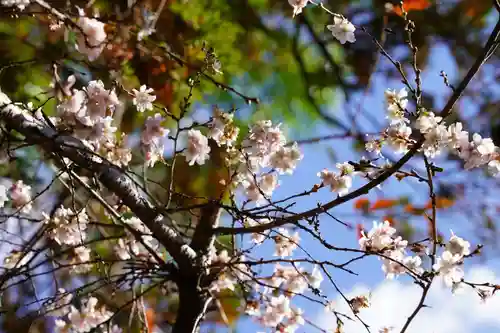鹿島大神宮の自然