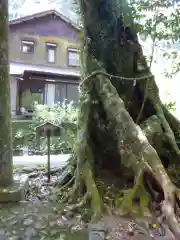 神内神社の自然