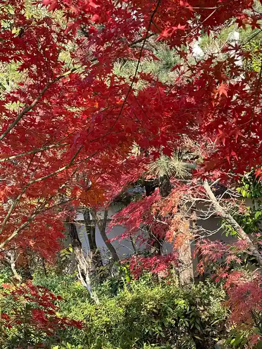 円常院(圓常院) enjoyntemple(京都府)
