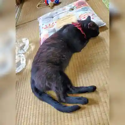 高司神社〜むすびの神の鎮まる社〜(福島県)