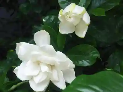 子育稲荷神社の自然