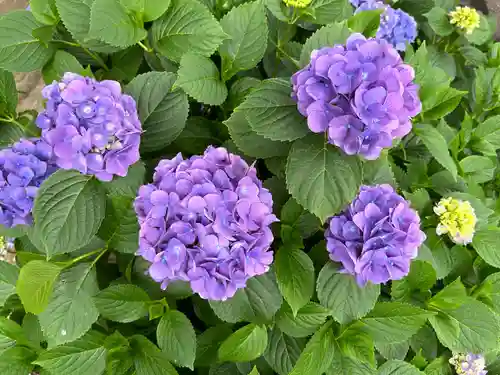 能護寺(埼玉県)