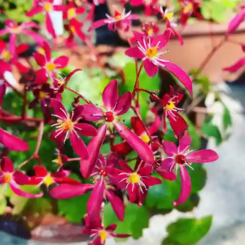 豊景神社の自然