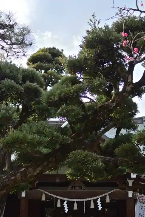 鳩森八幡神社の自然