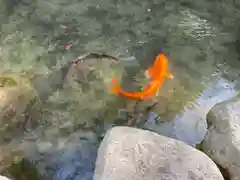 浮嶋神社の動物