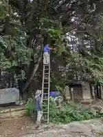 伏木香取神社(茨城県)