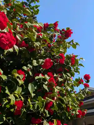 日蓮宗　浄運寺の{uncategorized: "未分類", other: "その他", undefined: "問題あり", building: "その他建物", grave: "お墓", sacred_gate: "鳥居", guardian: "狛犬", statue: "像", buddha: "仏像", history: "歴史", nature: "自然", garden: "庭園", animal: "動物", pagoda: "塔", temizu: "手水舎", mountain_gate: "山門・神門", sanctuary: "本殿・本堂", subordinate: "末社・摂社", art: "芸術", scenery: "景色", jizo: "地蔵", ema: "絵馬", goshuin: "御朱印", omikuji: "おみくじ", items: "授与品その他", amulet: "お守り", goshuincho: "御朱印帳", eats: "食事", festival: "お祭り", votive_dance: "神楽", shichigosan: "七五三参", wedding: "結婚式", experience: "体験その他", initially: "初詣", around: "周辺", anti_infection: "感染症対策"}