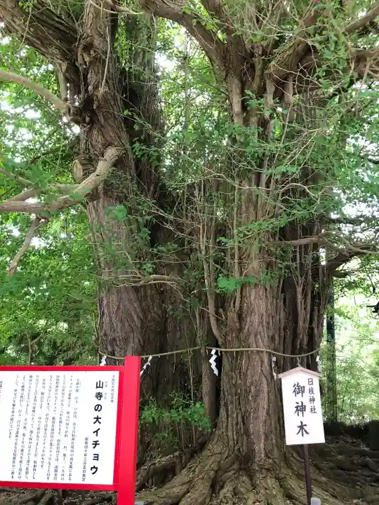山寺日枝神社(山形県)