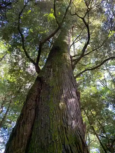 伊勢神宮内宮（皇大神宮）の自然