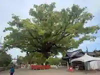 百舌鳥八幡宮(大阪府)