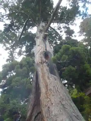 杉本神明神社(愛知県)