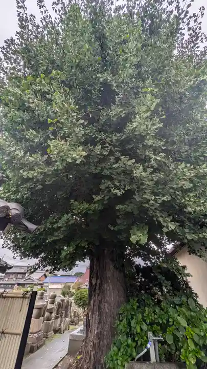 西教寺(京都府)