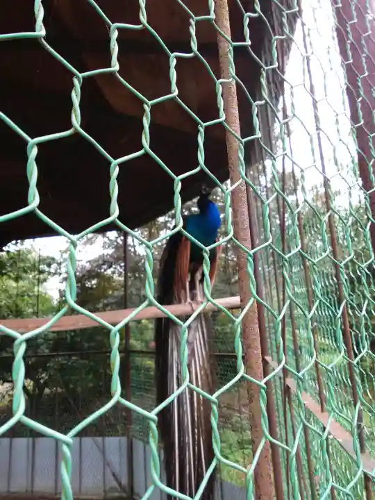 進雄神社(群馬県)