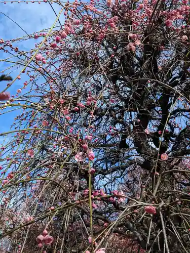 小村井 香取神社(東京都)
