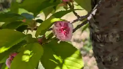 橋寺 放生院(京都府)