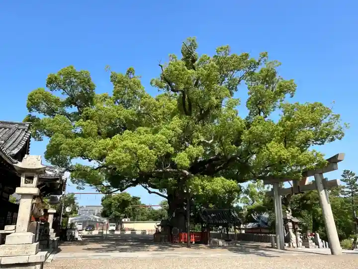 百舌鳥八幡宮(大阪府)