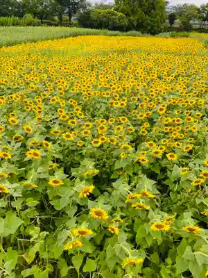 座間神社(神奈川県)
