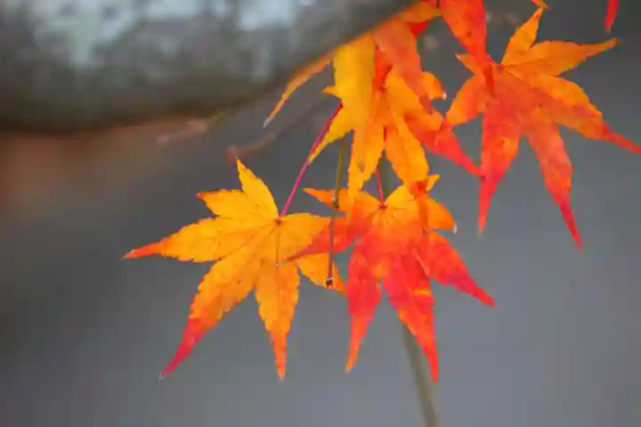 開成山大神宮の自然