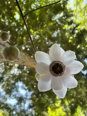 迦葉山龍華院弥勒護国寺（弥勒寺）(群馬県)