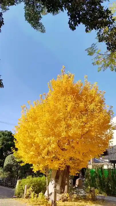 檀王法林寺(栴檀王院無上法林寺)の自然