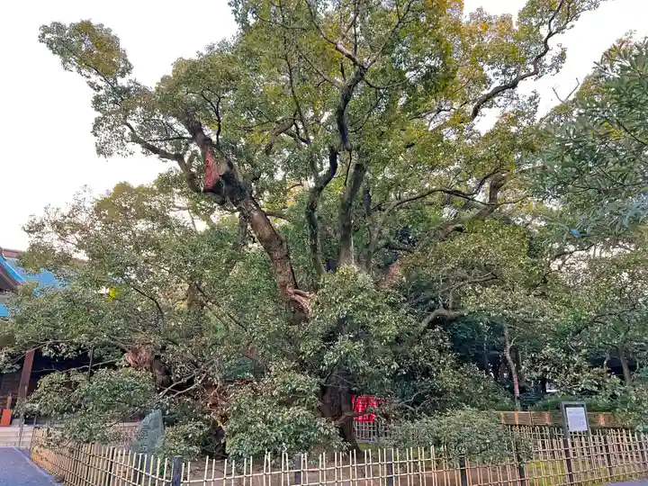浜松八幡宮の自然