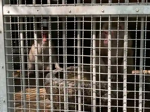 日吉大社の動物