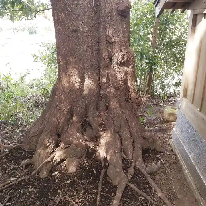 愛宕神社の自然