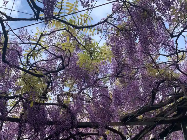 國領神社の自然