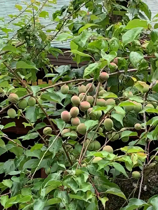 北野天満宮(京都府)