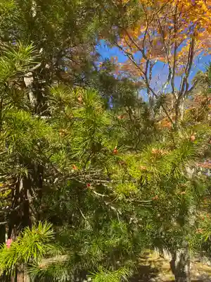 高野山霊寳館の自然