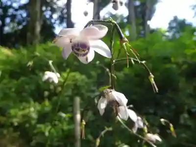 産安社(武蔵御嶽神社摂社)の自然