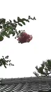 西方山極楽寺の自然(2023年07月15日(土) 11時08分58秒投稿)