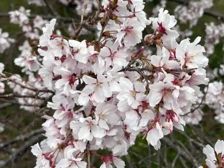 花岳寺の{uncategorized: "未分類", other: "その他", undefined: "問題あり", building: "その他建物", grave: "お墓", sacred_gate: "鳥居", guardian: "狛犬", statue: "像", buddha: "仏像", history: "歴史", nature: "自然", garden: "庭園", animal: "動物", pagoda: "塔", temizu: "手水舎", mountain_gate: "山門・神門", sanctuary: "本殿・本堂", subordinate: "末社・摂社", art: "芸術", scenery: "景色", jizo: "地蔵", ema: "絵馬", goshuin: "御朱印", omikuji: "おみくじ", items: "授与品その他", amulet: "お守り", goshuincho: "御朱印帳", eats: "食事", festival: "お祭り", votive_dance: "神楽", shichigosan: "七五三参", wedding: "結婚式", experience: "体験その他", initially: "初詣", around: "周辺", anti_infection: "感染症対策"}