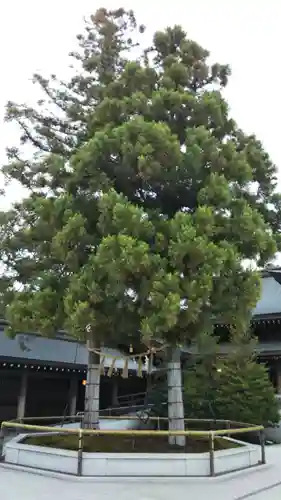 寒川神社の自然