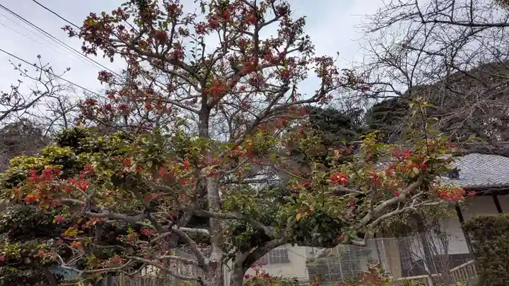 繁多寺の自然