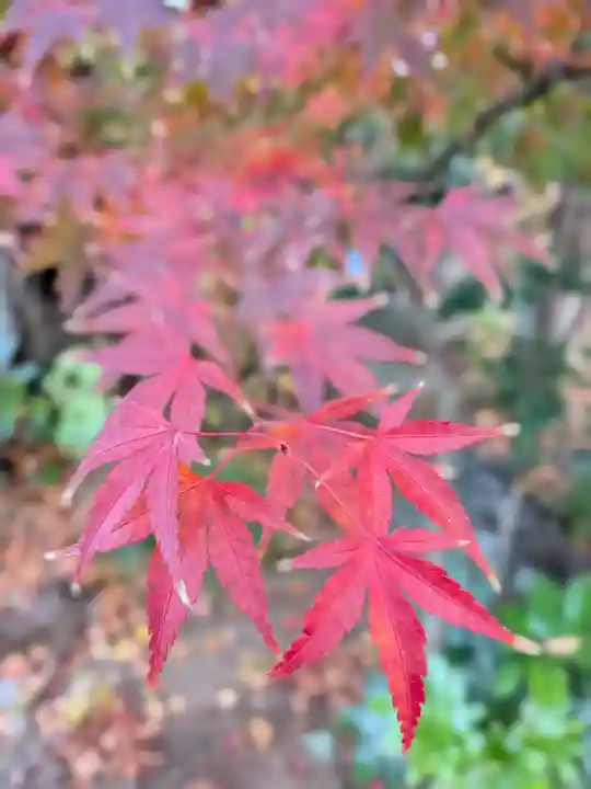 本郷氷川神社(東京都)