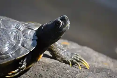 牛嶋神社の動物